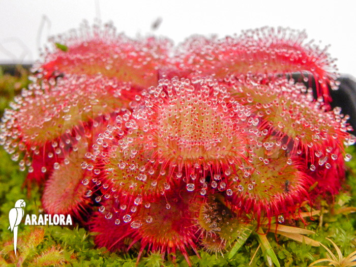 Drosera cuneifolia ‘S’