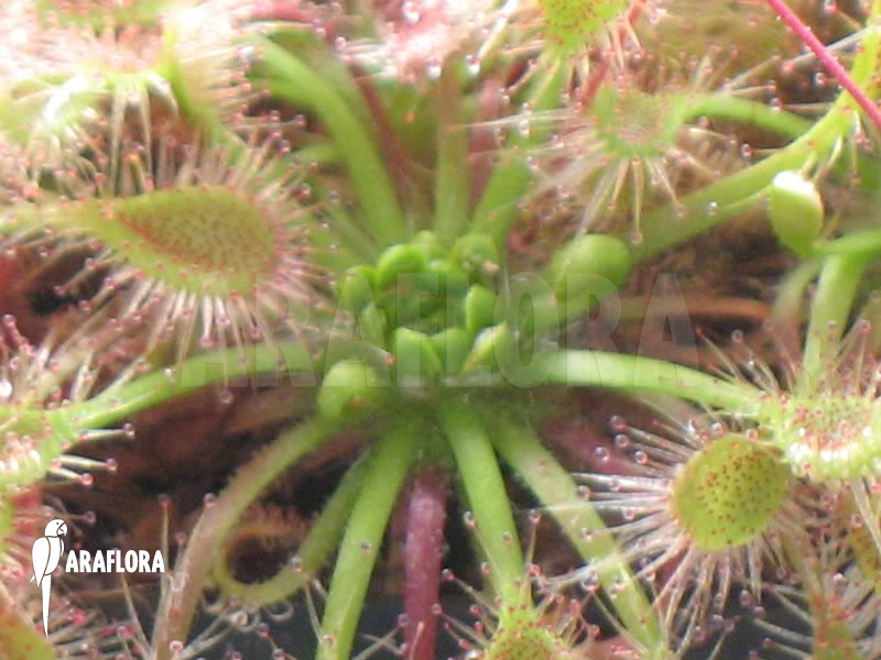 Drosera ericksoniae