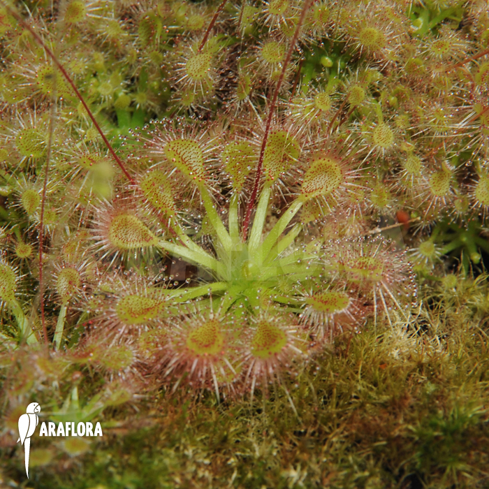 Drosera ericksoniae x ‘Pulchella’