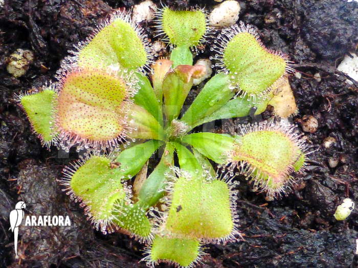 Drosera falconeri