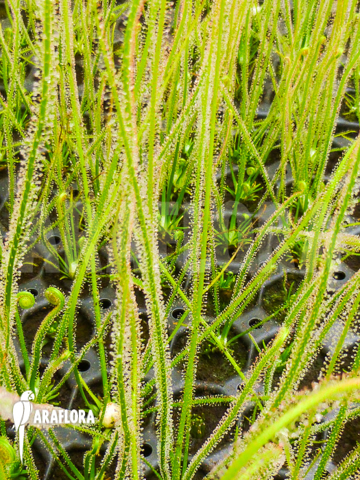 Drosera filiformis ssp filiformis