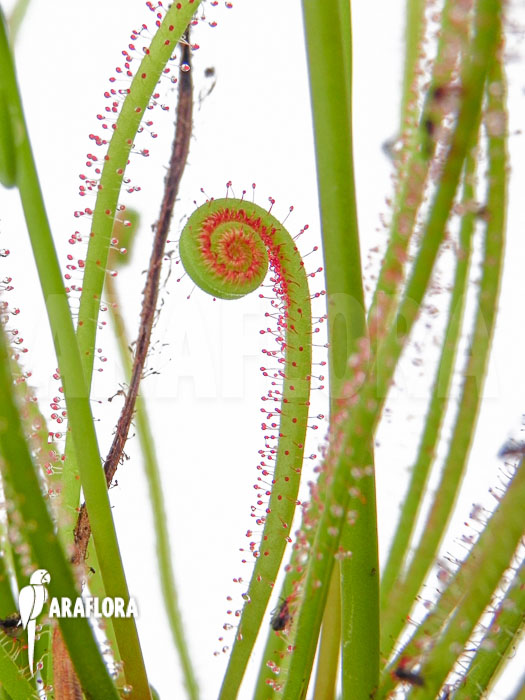Drosera filiformis ssp filiformis