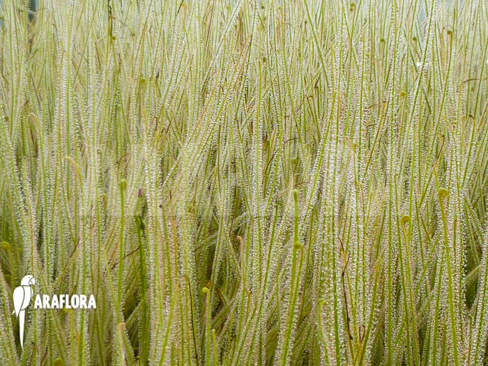 Drosera filiformis var. tracyi