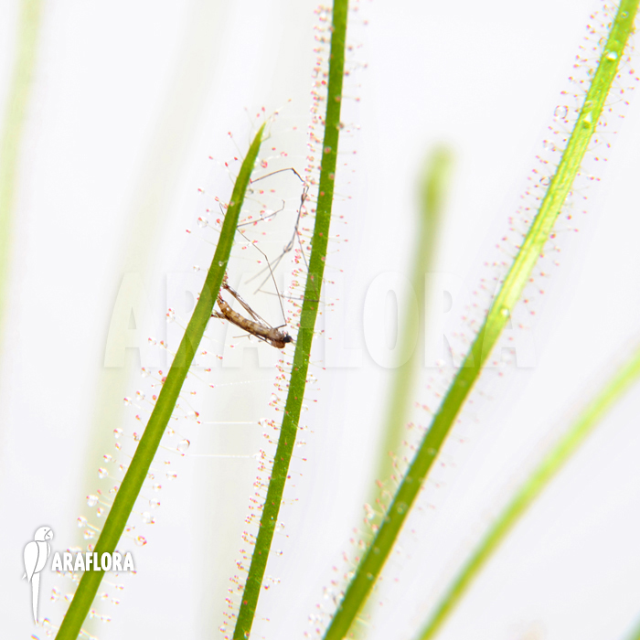 Drosera filiformis var. tracyi