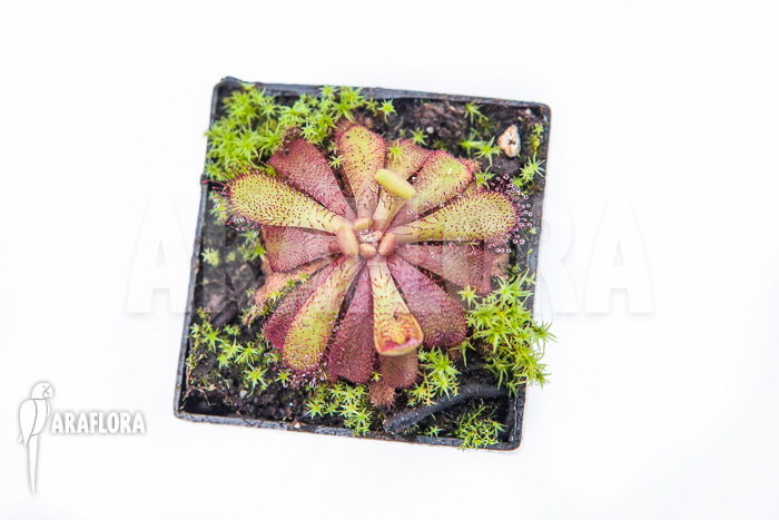 Drosera-hamiltonii-1