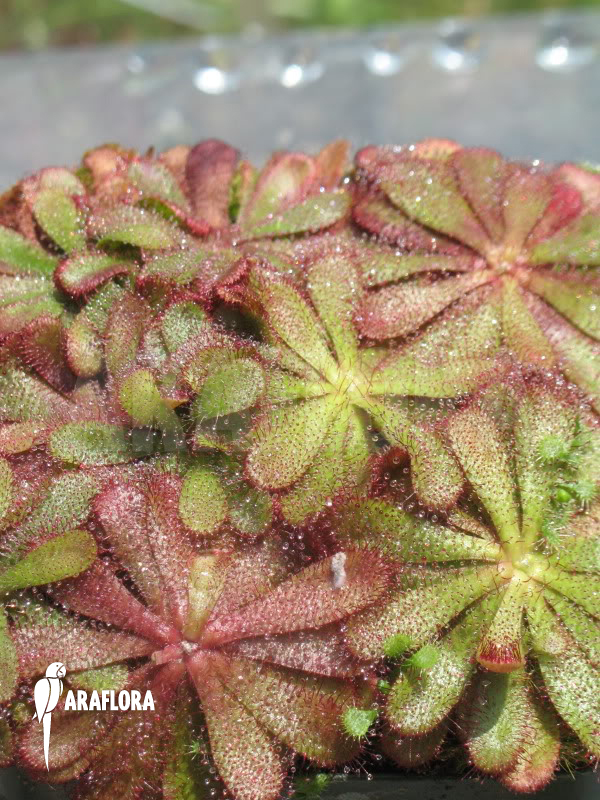 Drosera-hamiltonii-3