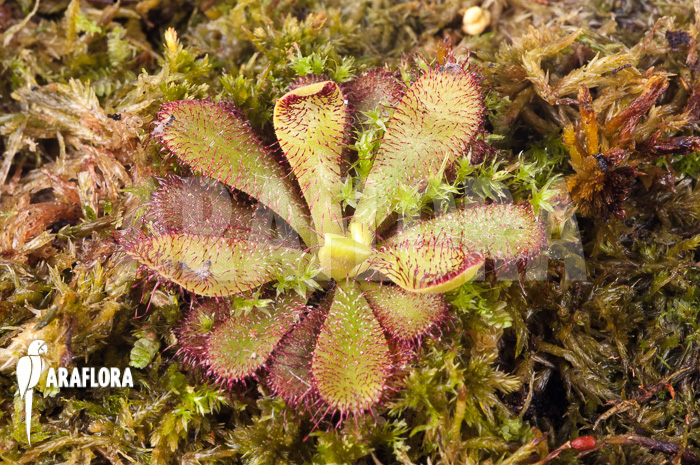 Drosera hamiltonii