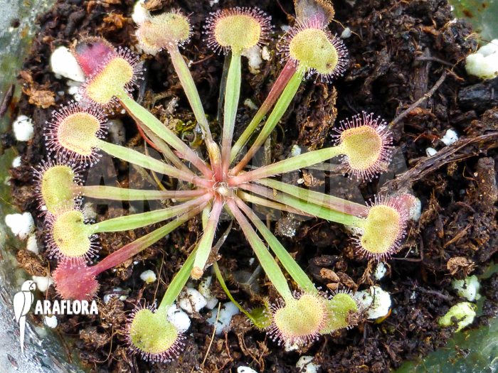 Drosera kenneallyi