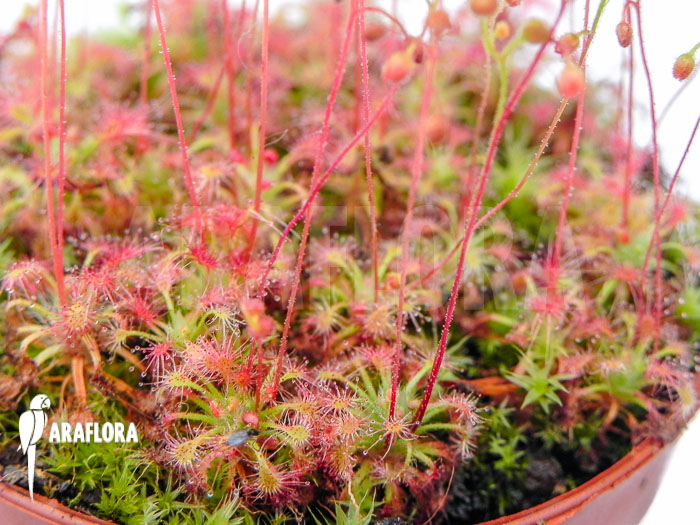 Drosera leucostigma ‘Red’