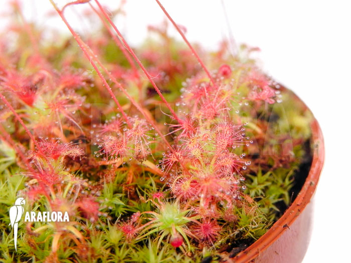 Drosera leucostigma ‘Red’