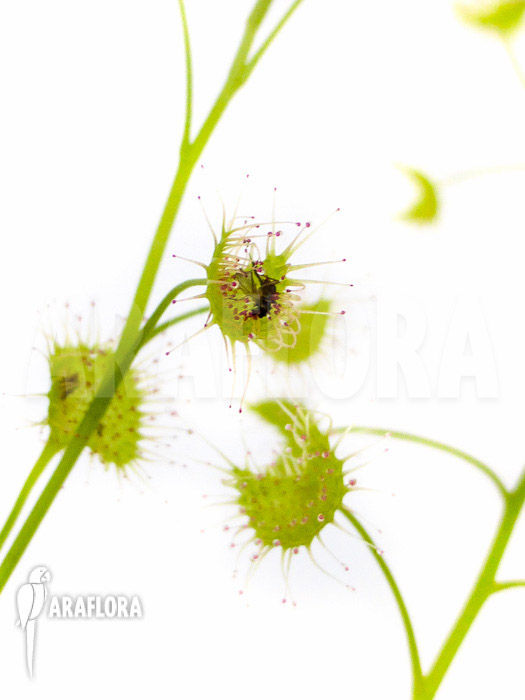 Drosera lunata