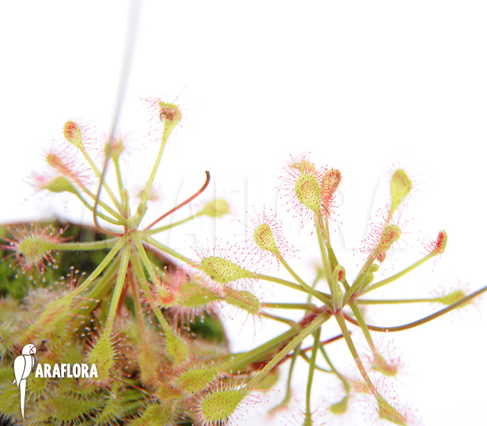 Drosera madagascariensis