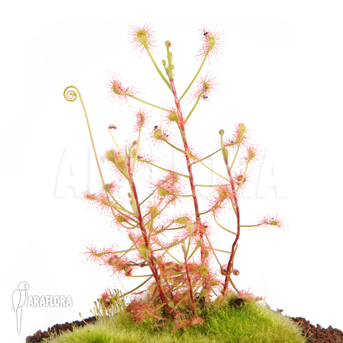 Drosera madagascariensis