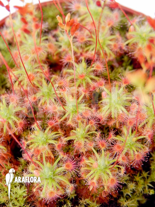 Drosera micrantha