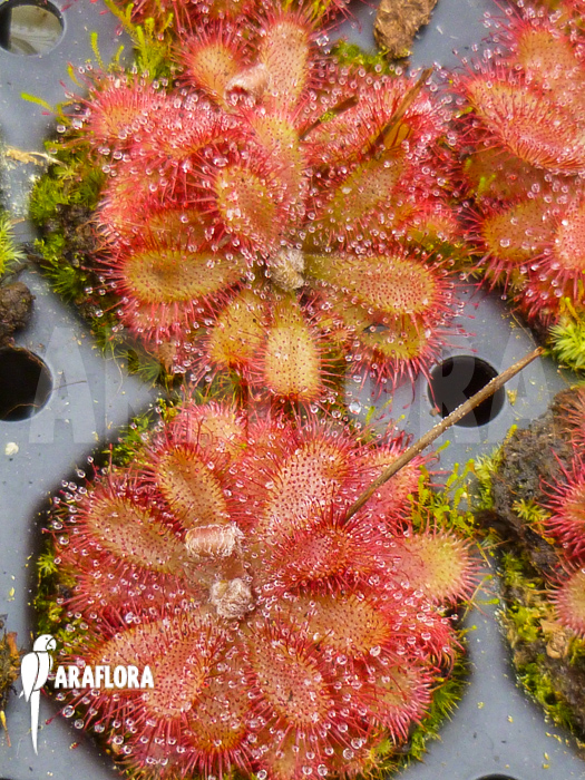 Drosera montana var. tomentosa