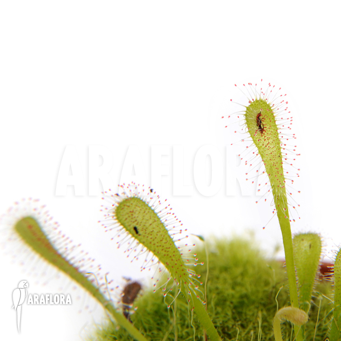 Drosera nidiformis