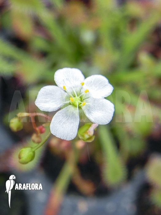 Drosera-oblanceolata-1