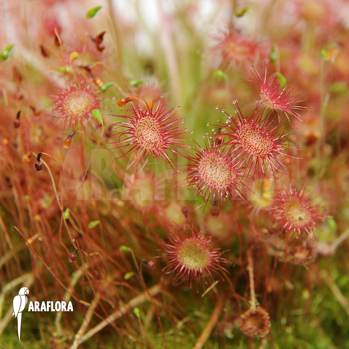 Drosera paradoxa