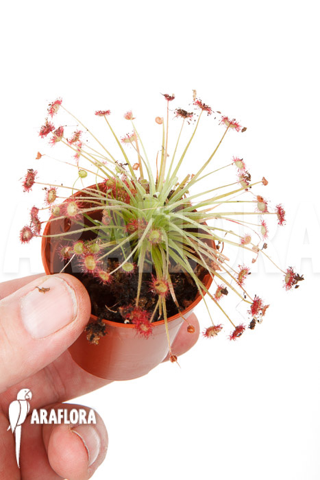 Drosera paradoxa ‘S’