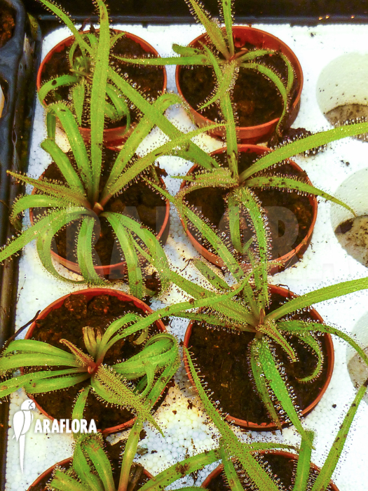 Drosera regia ‘Starter’