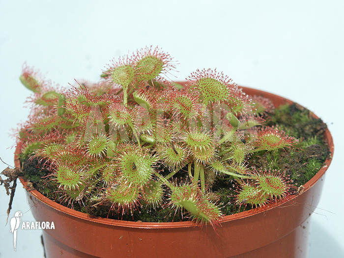Drosera rotundifolia ‘XL’