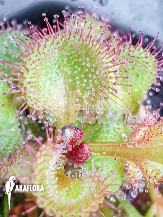 Drosera rupicola ‘S’