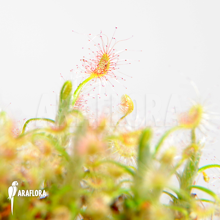 Drosera scorpioides