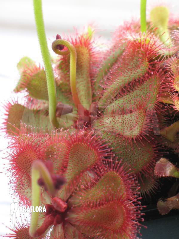 Drosera slackii