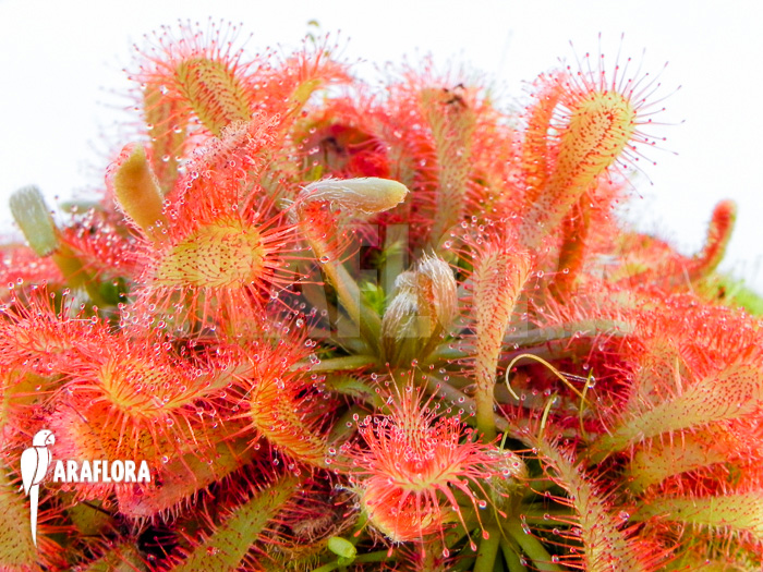 Drosera spatulata var lovellae