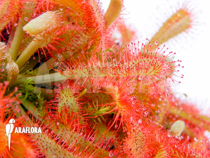 Drosera spatulata var lovellae