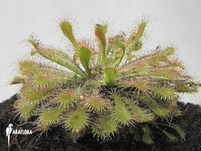Drosera x capillaris x intermedia