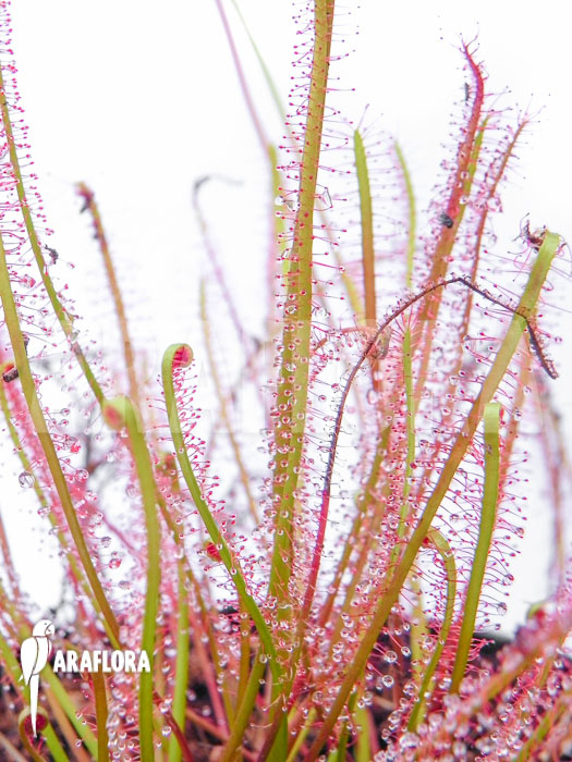 Drosera x hybrida