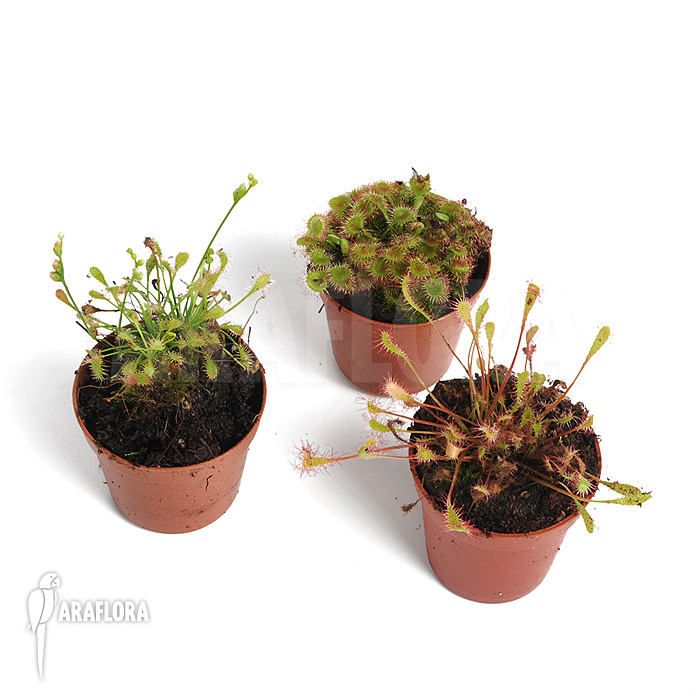 Drosera ‘Winterhardy 3 mix’