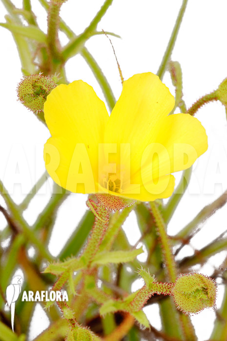 Drosopyllum lusitanicum