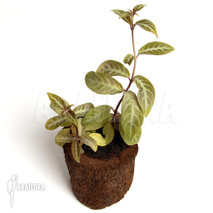 Drymonia serrulata ‘Surinam’