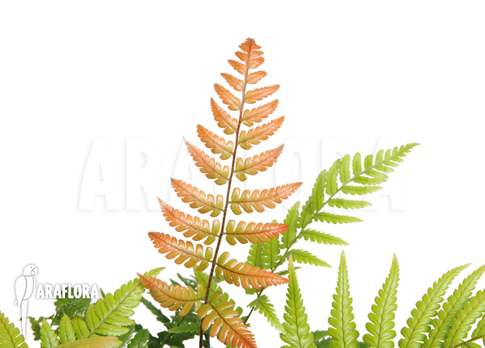 Dryopteris erythrosora