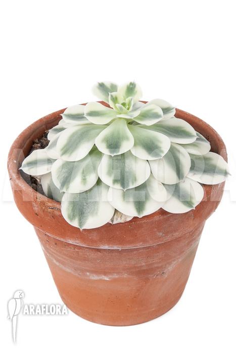 Echeveria ‘Compton Carousel’