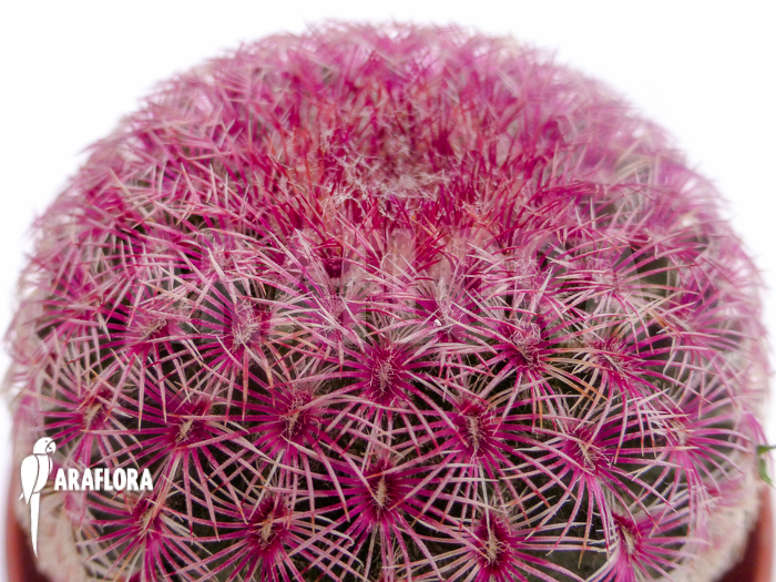 Echinocereus rigidissimus v. rubrispinus