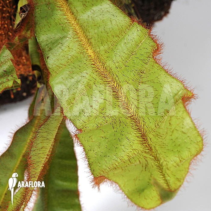 Elaphoglossum apodum type 4