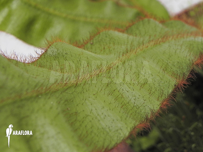 Elaphoglossum apodum type6