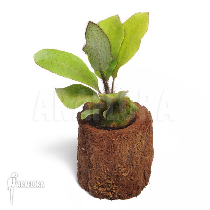 Elaphoglossum crinitum