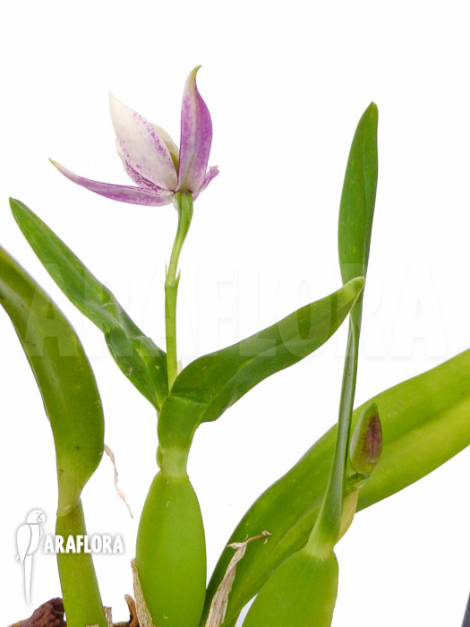 Encyclia garciana