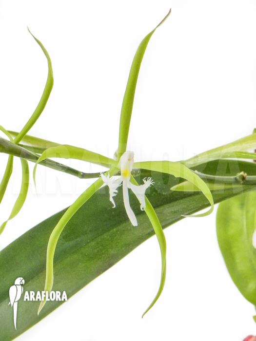 Epidendrum ciliare