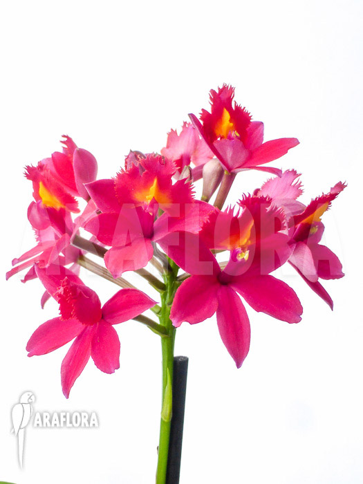 Epidendrum radicans