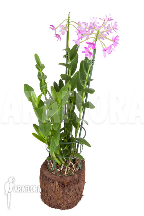 Epidendrum radicans ‘Pink’