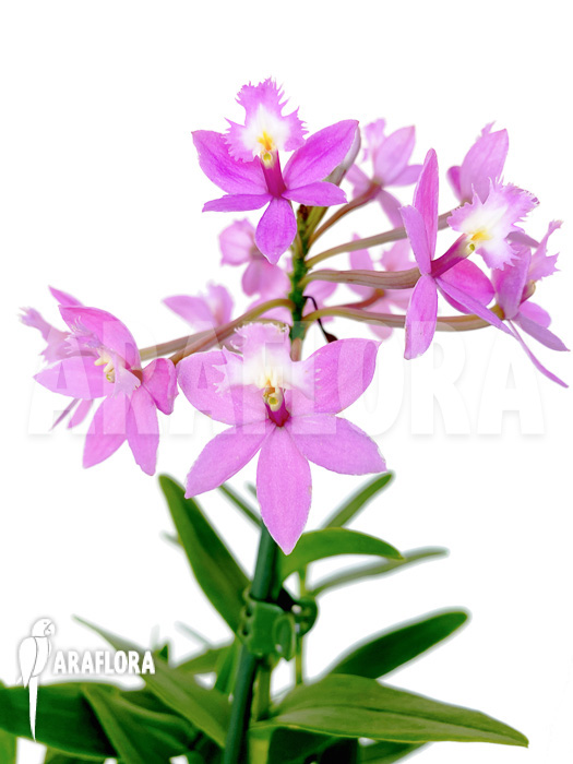 Epidendrum radicans ‘Pink’