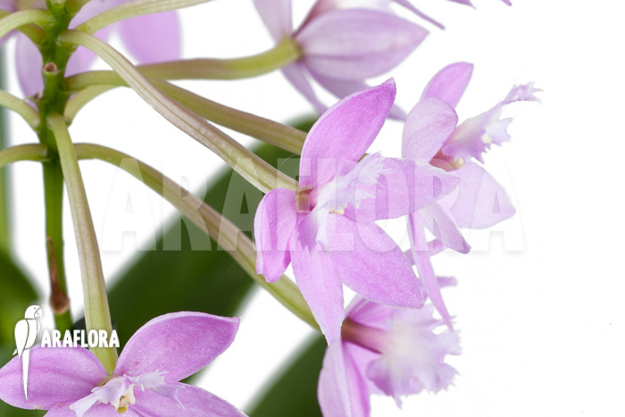 Epidendrum radicans ‘Pink’