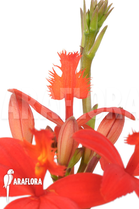 Epidendrum radicans ‘Red’