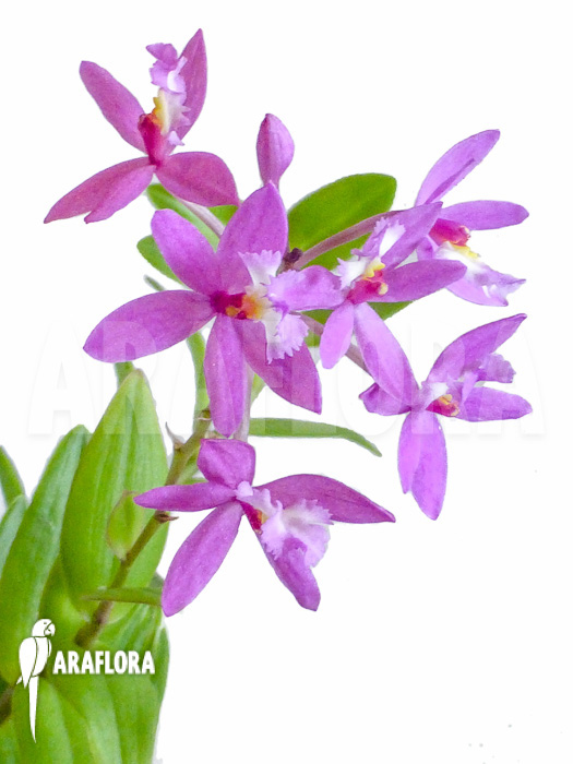 Epidendrum radicans violet