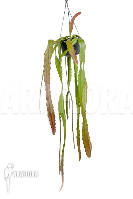 Epiphyllum ackermannii